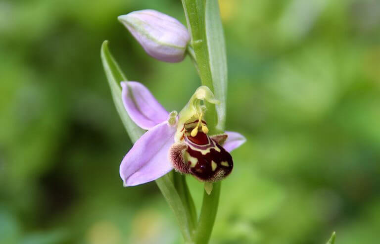 L’orobanche sanglante et l’ophrys abeille font partie des espèces végétales recensées sur le site de Tourville-la-Rivière