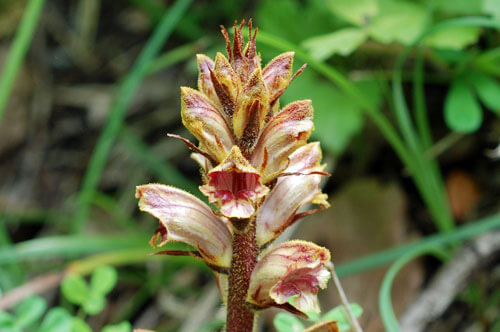L’orobanche sanglante et l’ophrys abeille font partie des espèces végétales recensées sur le site de Tourville-la-Rivière