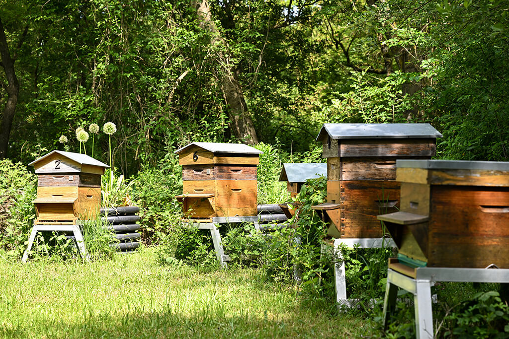 Des ruches ont également été installées sur le site d’Argences